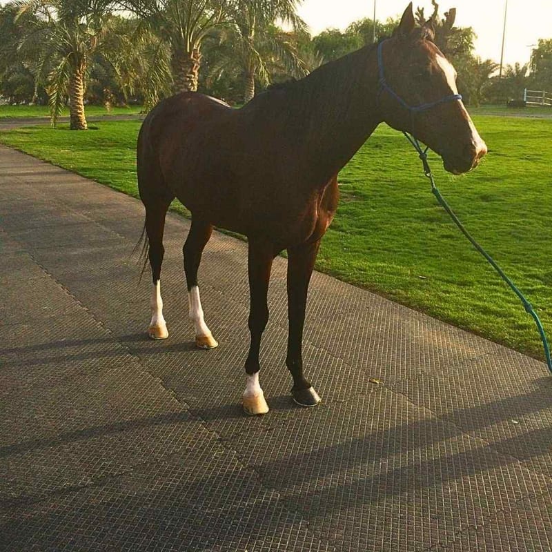 FlexEquine Pro